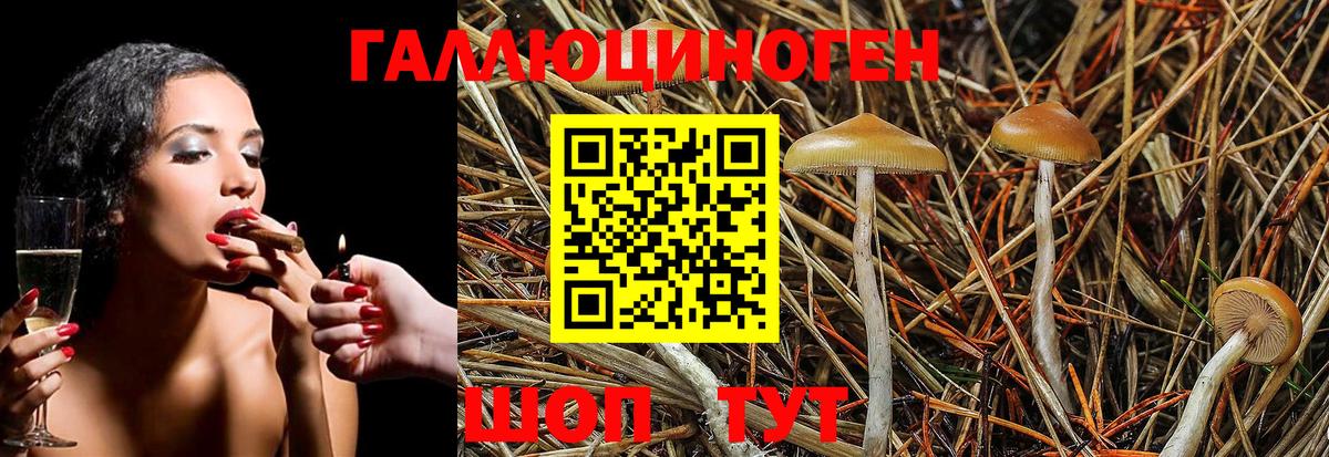 Псилоцибиновые грибы Cubensis Дмитров
